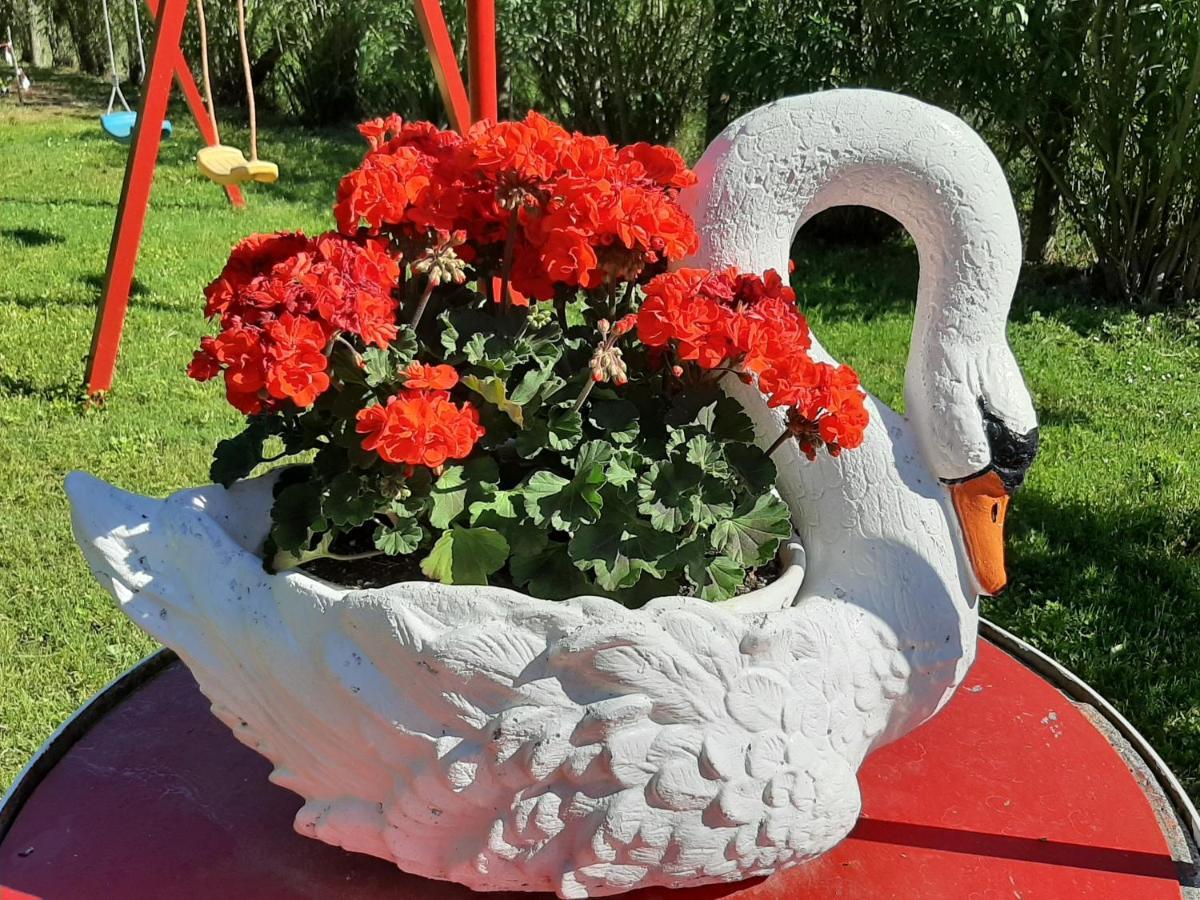 La Cupoletta Casa Vacanze- Magnolia Trevignano Romano Esterno foto
